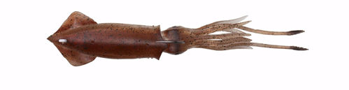 Savage Gear 3D TPE Swim Squid 95mm 10g Brown